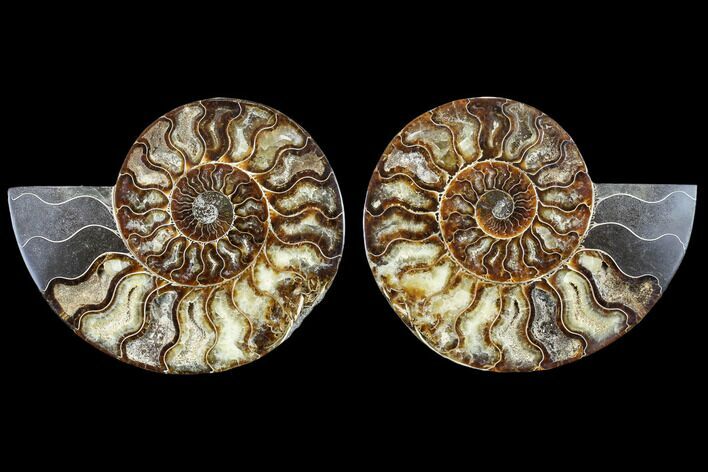 Agatized Ammonite Fossil - Madagascar #113070